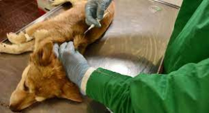 Castraci&oacute;n gratuita de perros habr&aacute; el jueves en Sarand&iacute; Grande