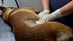 Jornada de castraciones gratis habr&aacute; el jueves en Sarand&iacute; Grande