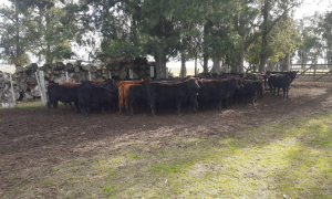 Jerarca de UTU anunci&oacute; que feedlot de Escuela Agraria de Sarand&iacute; Grande comenzar&aacute; a operar en los pr&oacute;ximos d&iacute;as