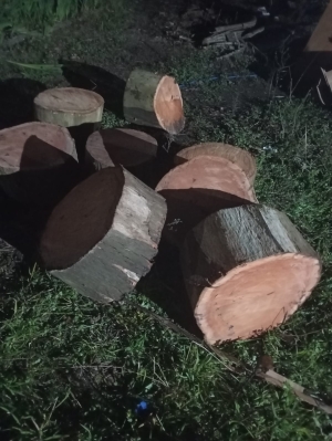 Alcalde don&oacute; le&ntilde;a de &aacute;rbol talado irregularmente en Parque Tom&aacute;s Berreta a Hogar de Ancianos de Sarand&iacute; Grande