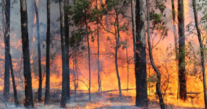 Bomberos de Sarand&iacute; Grande advierte sobre el riesgo de incendios forestales