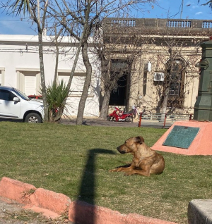 Joven mordida por perro en Sarand&iacute; Grande radic&oacute; denuncia e identific&oacute; al can
