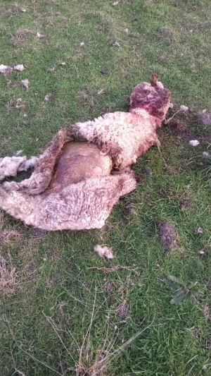 Condenaron a 18 meses de prisi&oacute;n a un sujeto por faena de ovejas pedrigee en Sarand&iacute; Grande