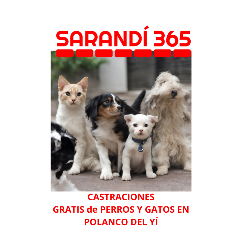 Castraciones gratuitas habr&aacute; el mi&eacute;rcoles en Polanco del Y&iacute;