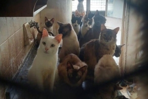 Denunciaron insalubridad y riesgo sanitario por hacinamiento de gatos en una casa en Sarand&iacute; Grande